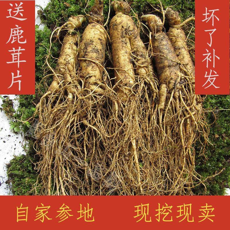 长白山现挖新鲜带土特大鲜人参6-7支500g1斤东北人参泡酒煲汤人参