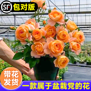 花苗盆栽帶花苞大苗室內(nèi)陽(yáng)臺(tái)植物花卉玫瑰好養(yǎng)紅果汁 果汁陽(yáng)臺(tái)月季