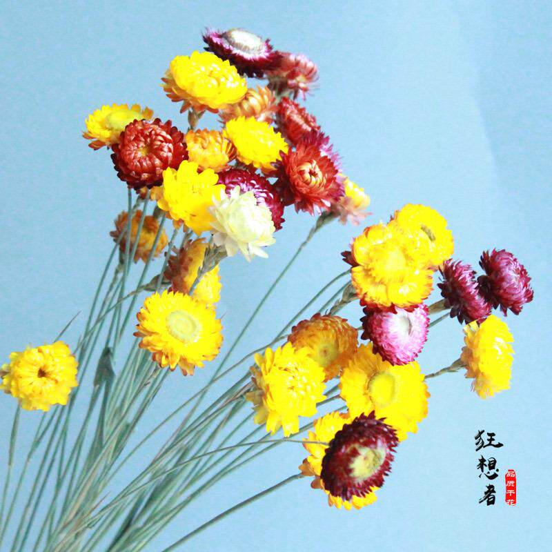 狂想者A级麦秆菊手工花材料真花雏菊插花家居装饰摄影