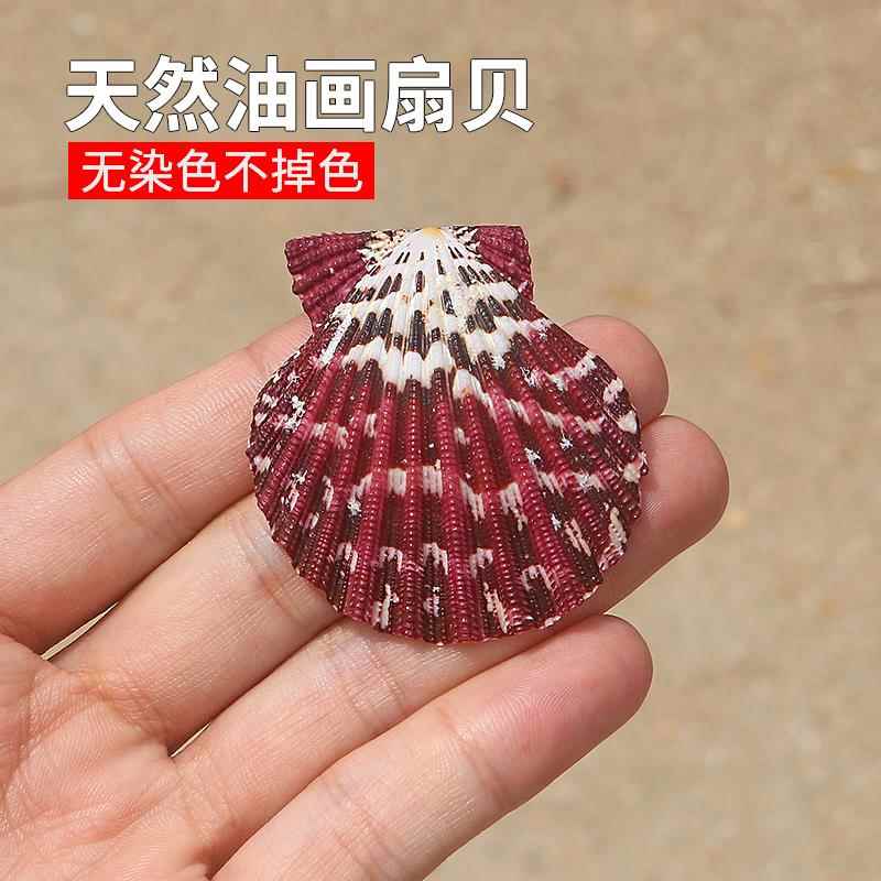 天然小海螺贝壳油画扇贝墙贴婚庆装饰鱼缸水族箱造景收藏彩色扇贝图片
