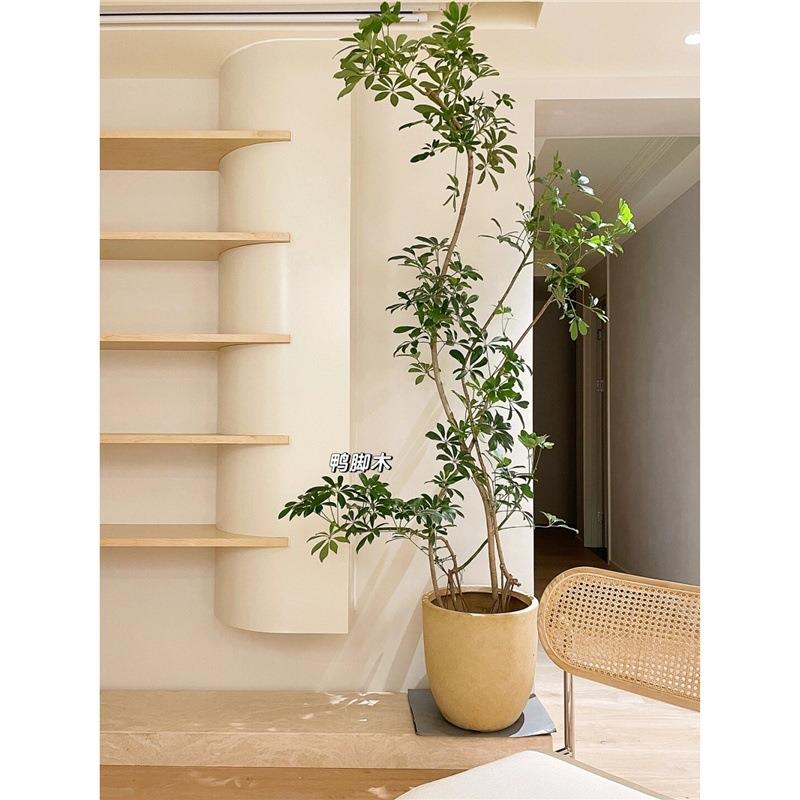 鸭脚木盆栽大型绿植客厅办公室内鸭掌木盆景植物四季好养活卧室