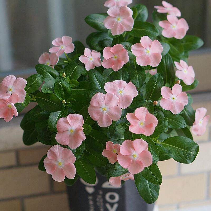 长春花盆栽带花苞花苗日日春四季开花易活庭院室内阳台植物花卉