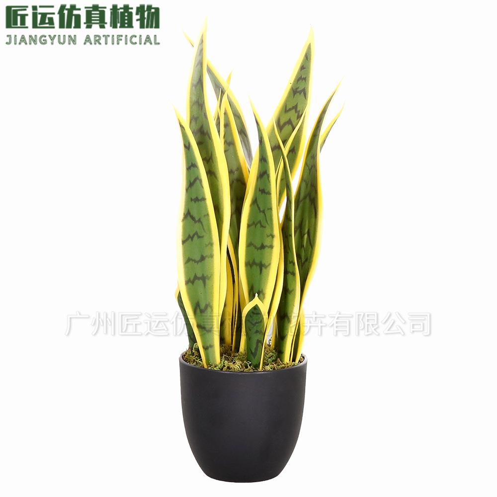 仿真黄边虎皮兰人造外母舌虎皮兰小摆件造景装饰仿真虎皮兰