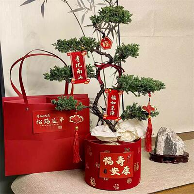 七层塔松盆栽松树盆景送长辈祝寿礼物室内植物开业乔迁绿植真青松