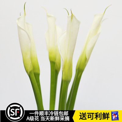 彩色海芋马蹄莲鲜花云南直发昆明直批速递家用水培水养真花束花材