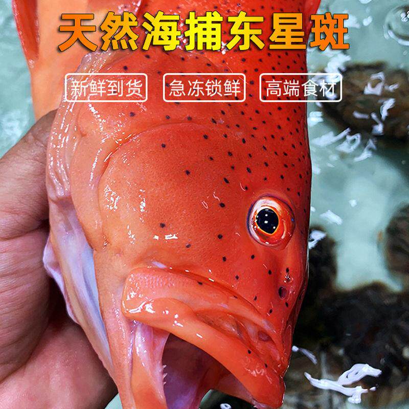 东星斑石斑鱼新鲜现杀速冻鲜活海鱼冰鲜深海大红星红斑鱼海鲜