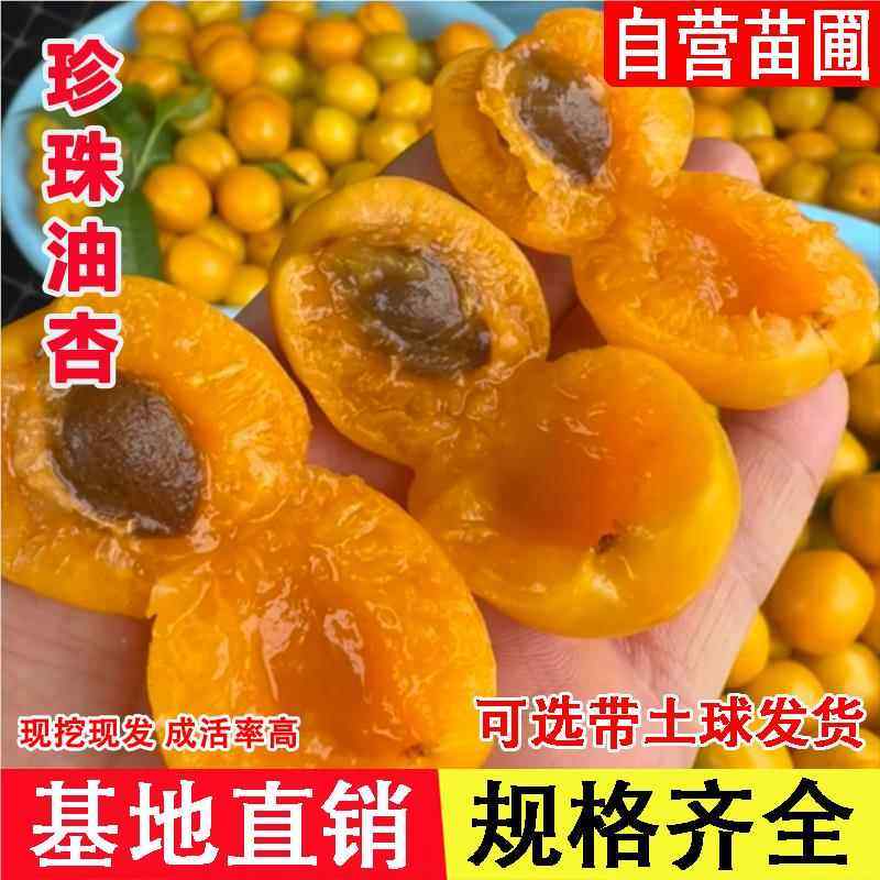 杏树果苗嫁接新疆珍珠油杏树苗甜油杏子苗树南方北方盆栽地栽种植