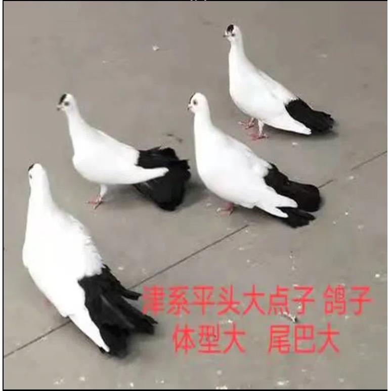 种鸽一对 大体津系点子鸽观赏鸽子活体 包邮包活大体黑点子鸽