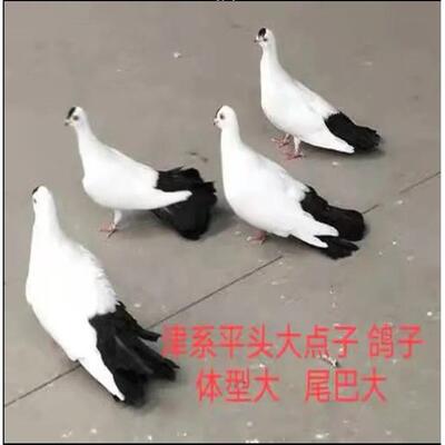 种鸽一对 大体津系点子鸽观赏鸽子活体 包邮包活大体黑点子鸽
