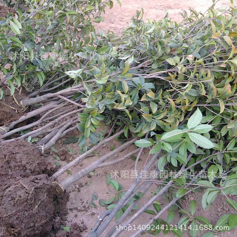 园林绿化苗大桂花树金桂丹桂八月飘香庭院植物