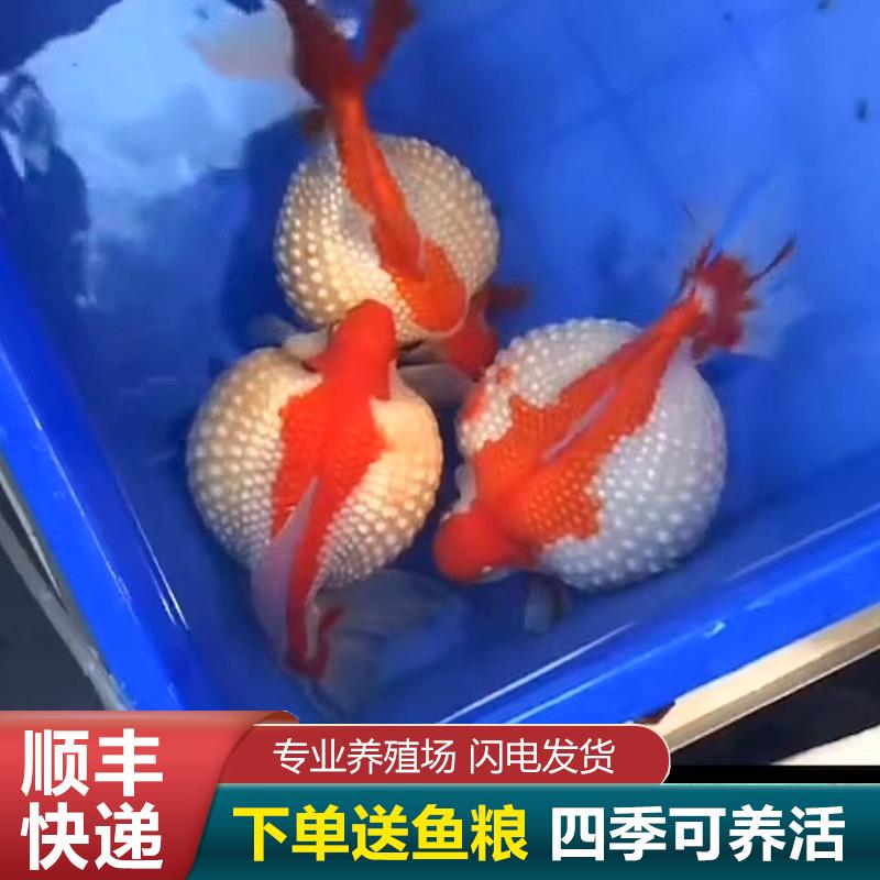 珍珠金鱼活鱼金鱼鼠头皇冠精品鱼苗国粹五花红白小型观赏鱼淡水FF