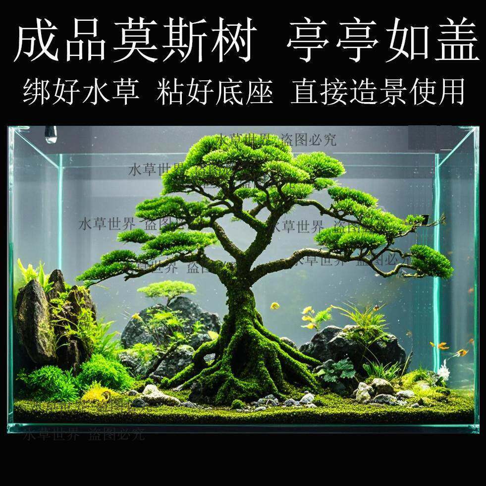 成品莫斯树 亭亭如盖大树冠 鱼缸造景沉木树 水草树 直接造景使用