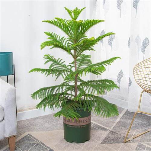 南洋松 云杉大小南洋杉树苗 圣诞树花卉盆景盆栽四季盆栽种植常青