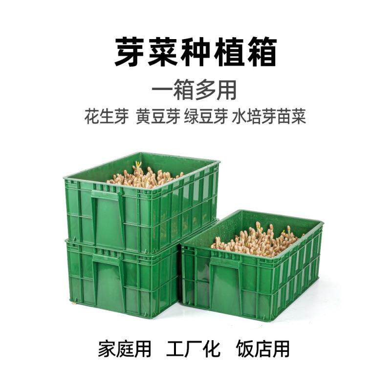 菜花生芽水培苗箱绿豆芽育盘芽苗种植HPxrwwqx盒子生黄芽罐机家用