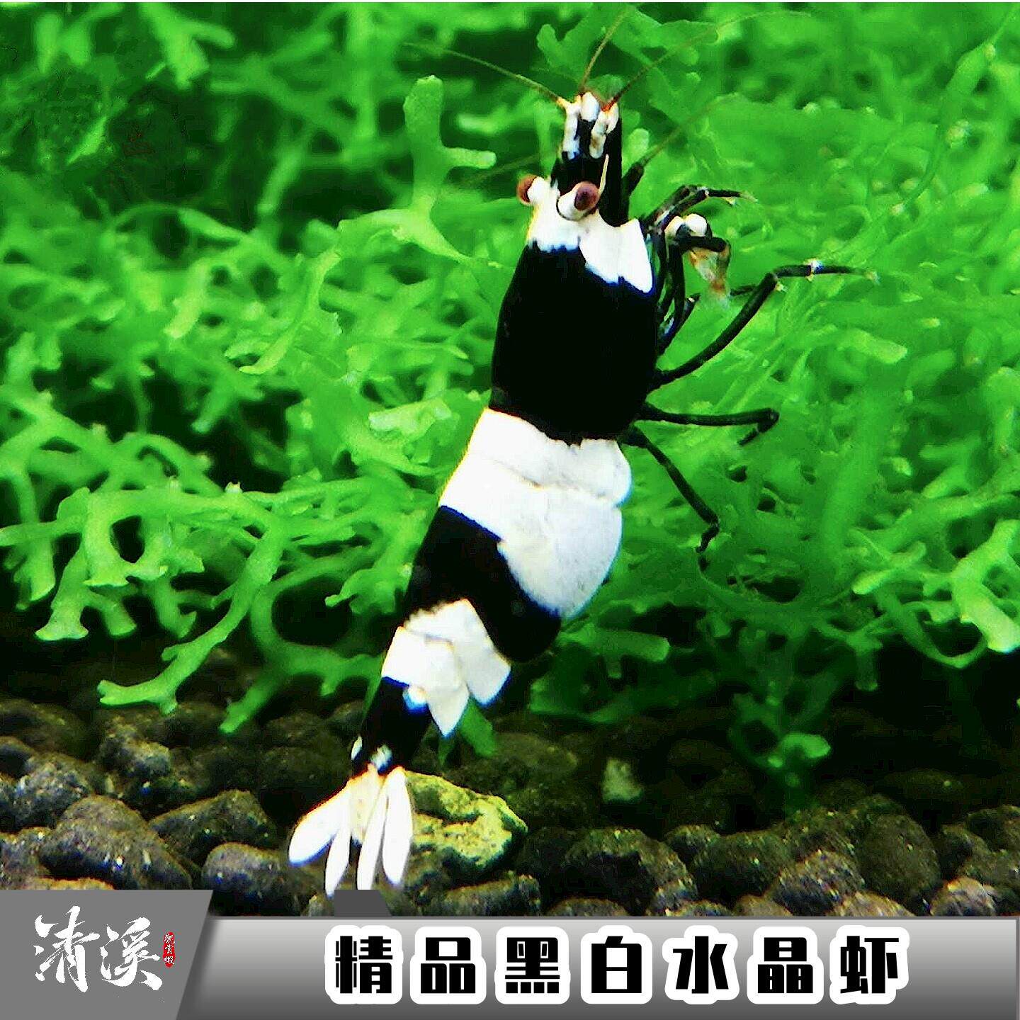 精选黑白水晶虾观赏虾鲜活淡水鱼缸观赏虾工具顺丰包邮