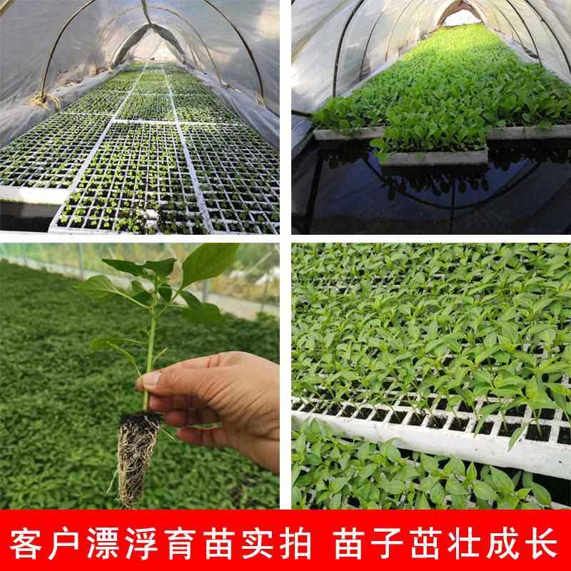 漂浮泡沫板水上种植育苗盘加厚果蔬辣椒西瓜玉米草莓专用育苗盘,鲜花速递/花卉仿真/绿植园艺,花盆,淘宝优惠券,粉丝福利购,淘宝优惠卷