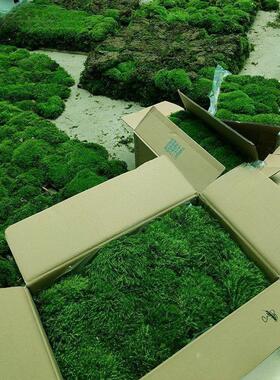 苔藓鲜活苔藓平方白发大灰藓人工短绒小灰庭院缸造景青苔雨林缸