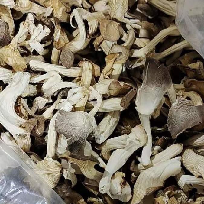 新货平菇菌500g凤尾菇秀珍菇云南特产菌菇真姬菇 干货天然袖珍菇
