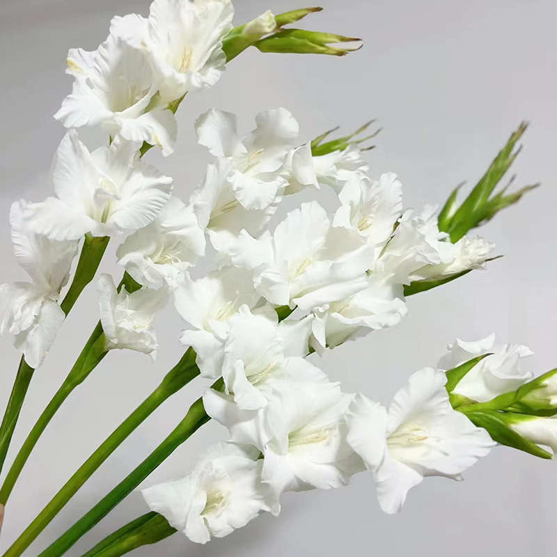 鲜切花剑兰鲜花云南直发唐菖蒲插花十样锦花束水培兰花紫色花卉
