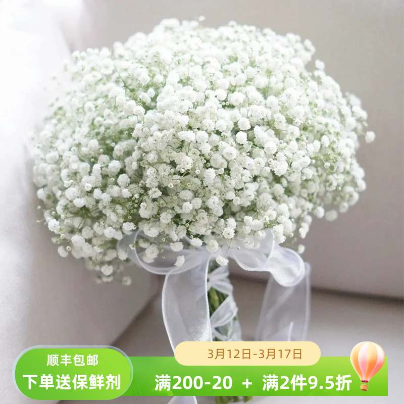 白色满天星鲜切花鲜花云南直发水养干花鲜切水培花卉真花客厅插花