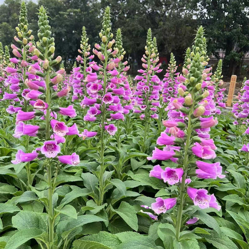 毛地黄盆栽成品大苗带花苞庭院花境搭配耐寒植物地栽宿根花卉草花