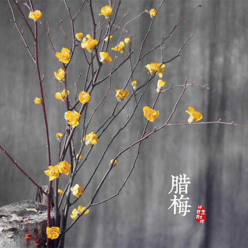 腊梅干花花束手工植物客厅书房电视柜艺术家居样板房插花干树枝