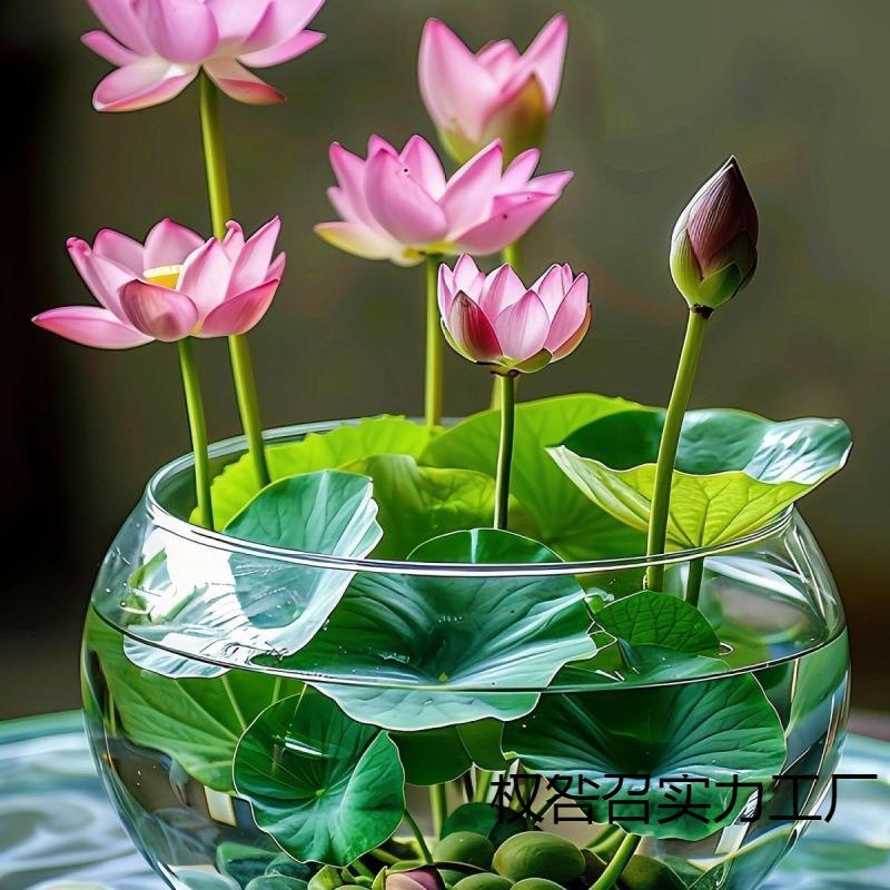 碗莲种四季开花水培水养绿植物睡莲荷花无土盆栽花卉