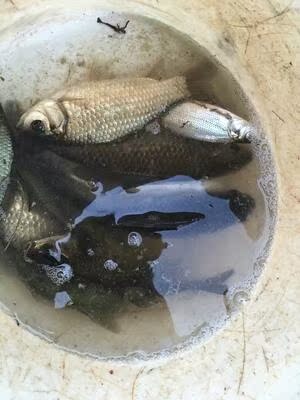 日本ysk进口富士长节手海钓鱼竿怎么样？（已有万人评价）质量见真章