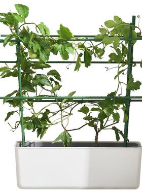 番茄黄瓜西红柿爬藤架植物阳台花架爬藤支架种菜架杆花支撑杆架子