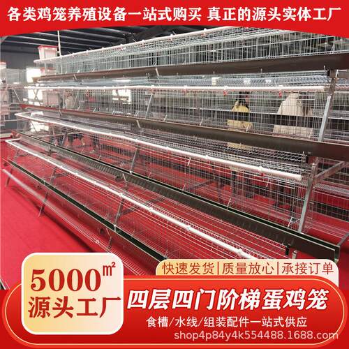 阶梯蛋鸡笼A型四层四门加粗蛋鸡笼阶梯式养殖笼具镀锌工艺养殖设
