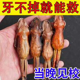 比电焊还牛牙龈肿痛牙齿，松动酸痛牙肉出血萎缩护龈固齿专用牙膏