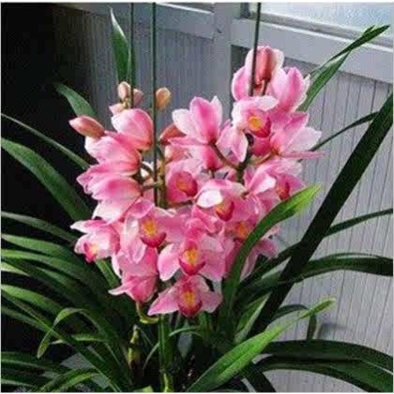 盆栽花卉兰花苗大花蕙兰 蝉兰 虎头兰当年开花大花惠兰 多色