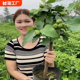 无花果树苗盆栽水果苗四季特大波姬红南北方阳台种植地栽当年结果