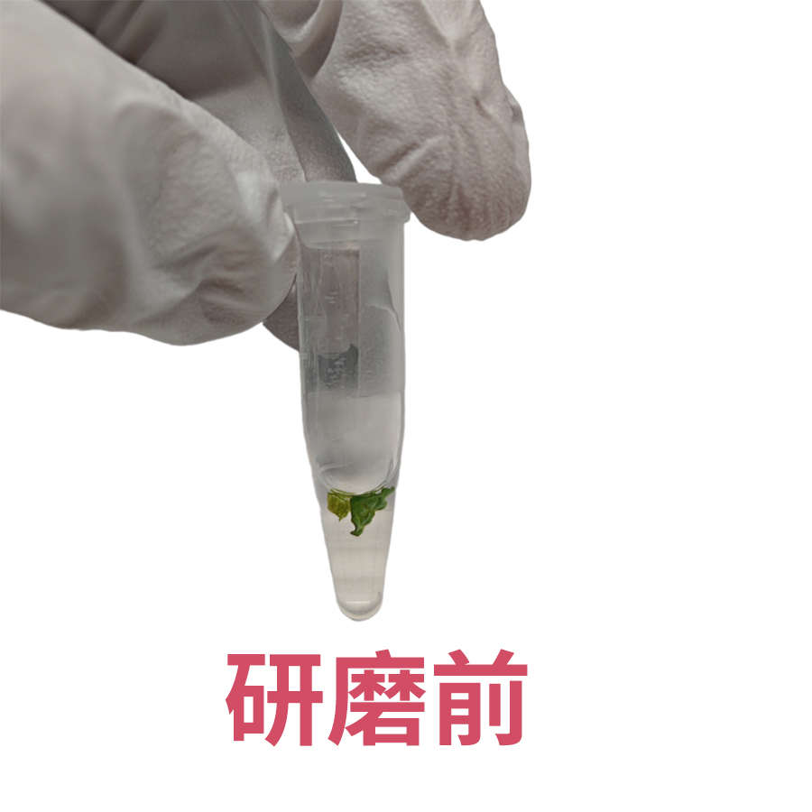 手持研磨仪组织研磨器 匀浆仪调速 动植物微量组织研磨仪 匀浆机