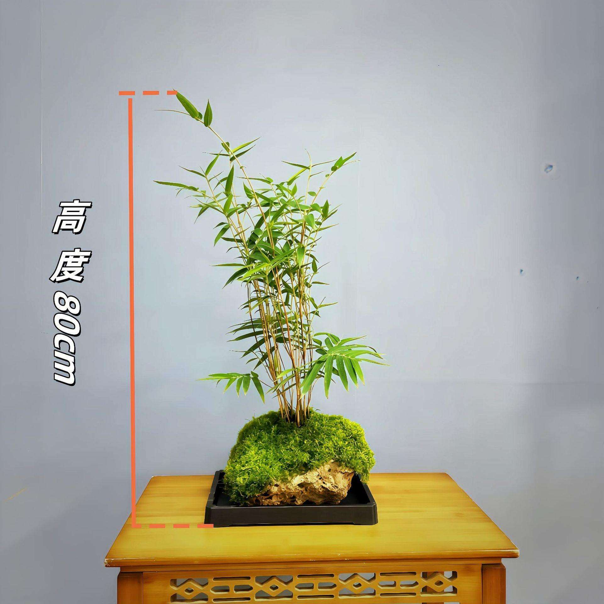 吸水石红竹附原石装饰造景室内客厅民宿四季常青植物盆栽基地直发