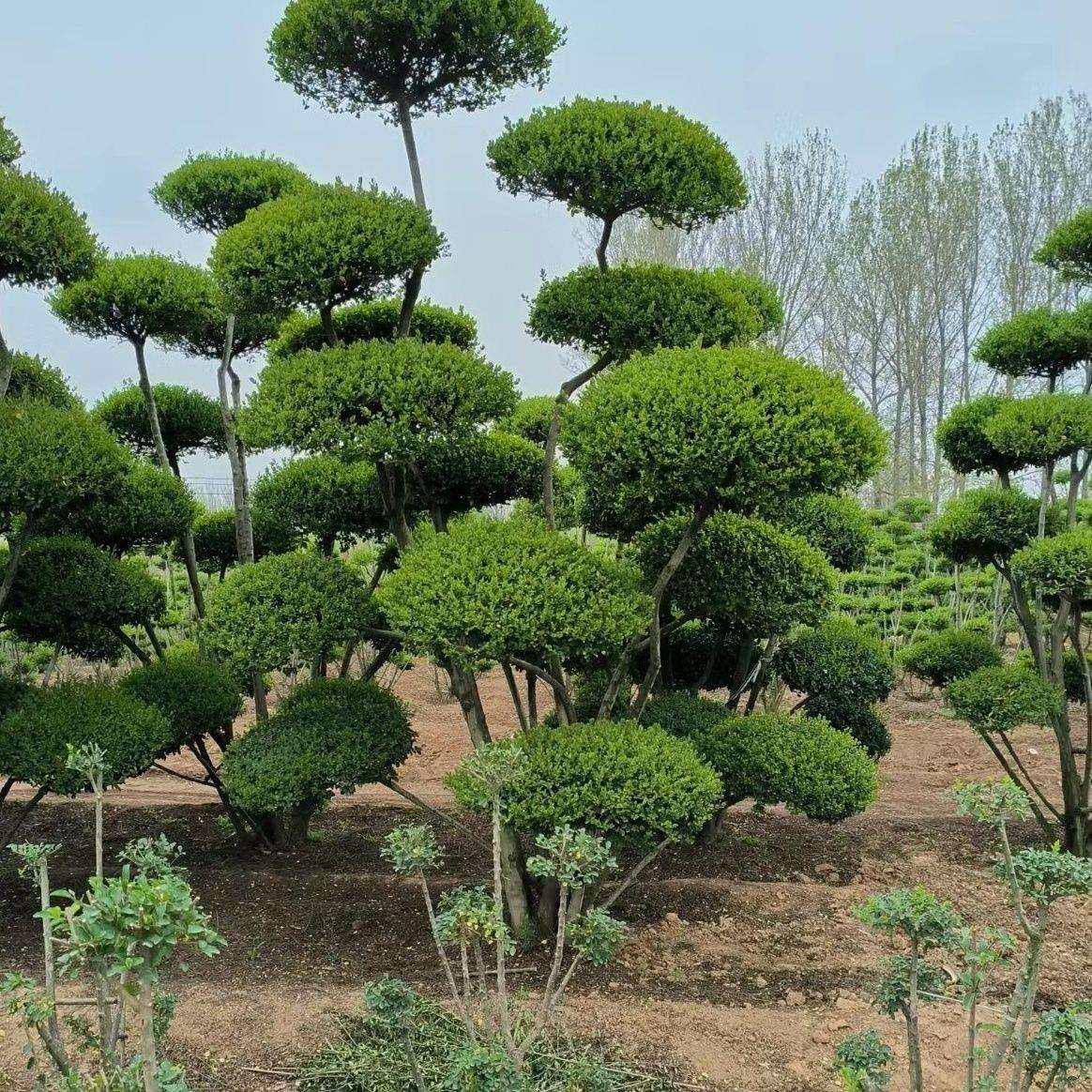 室外一盆景绿化耐寒落叶造型树物植物不庭院一拍艺术女贞古典