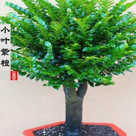 小叶紫檀盆景树桩盆栽花卉，植物室内桌面，客厅绿植老桩吸甲醛防辐射