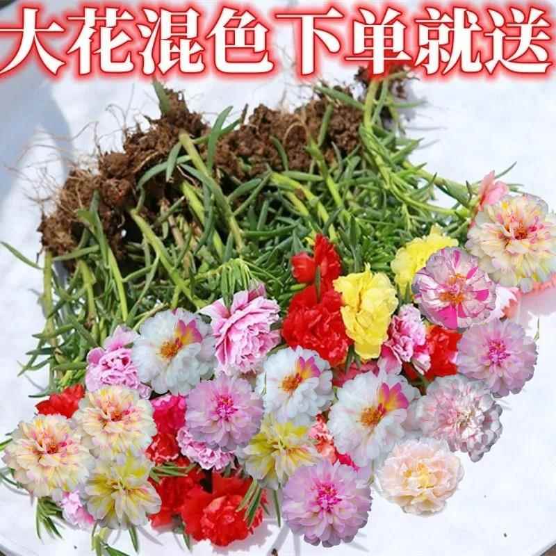 太阳花苗四季种夏秋开花带根带花苞枝条耐热庭院植物盆栽花卉重瓣