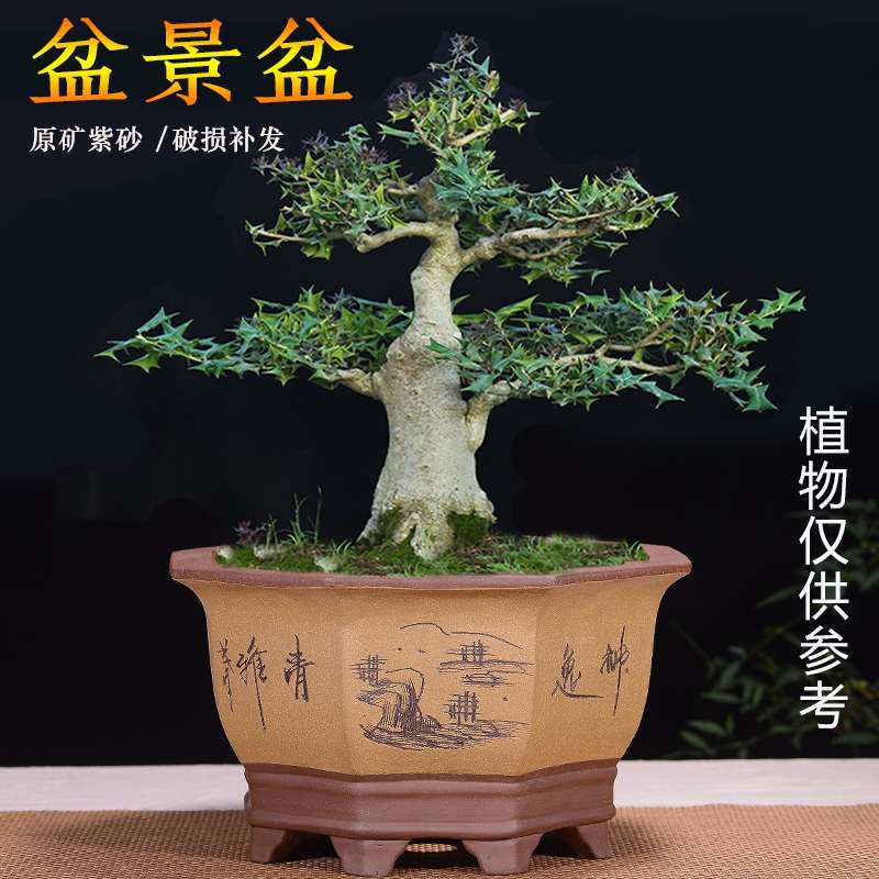 八方盆宜兴紫砂盆景盆兰花盆大口径君子兰盆栽客厅陶瓷盆花卉绿植
