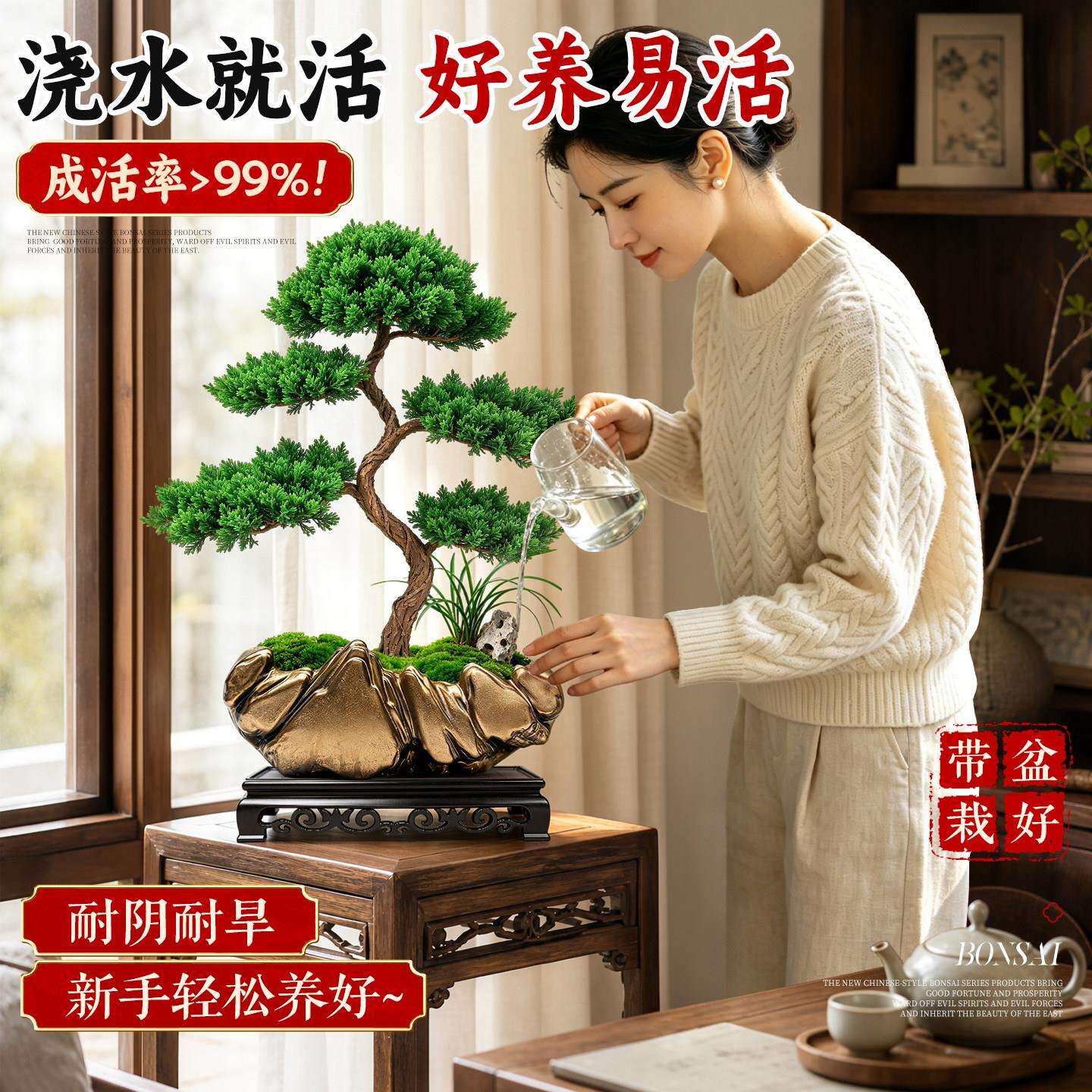 造型迎旺客松树0708迎客盆景五层罗汉松室内真绿客厅老桩真柏植好
