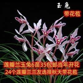 带花苞浓香兰花苗盆栽 莲瓣兰玉兔 人面桃花 中华明珠 绿植花卉草