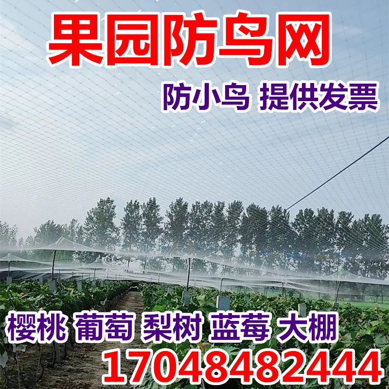 防鸟用的网大棚防护网鱼塘天网果园防鸟网果树樱桃葡萄梨树蓝莓园