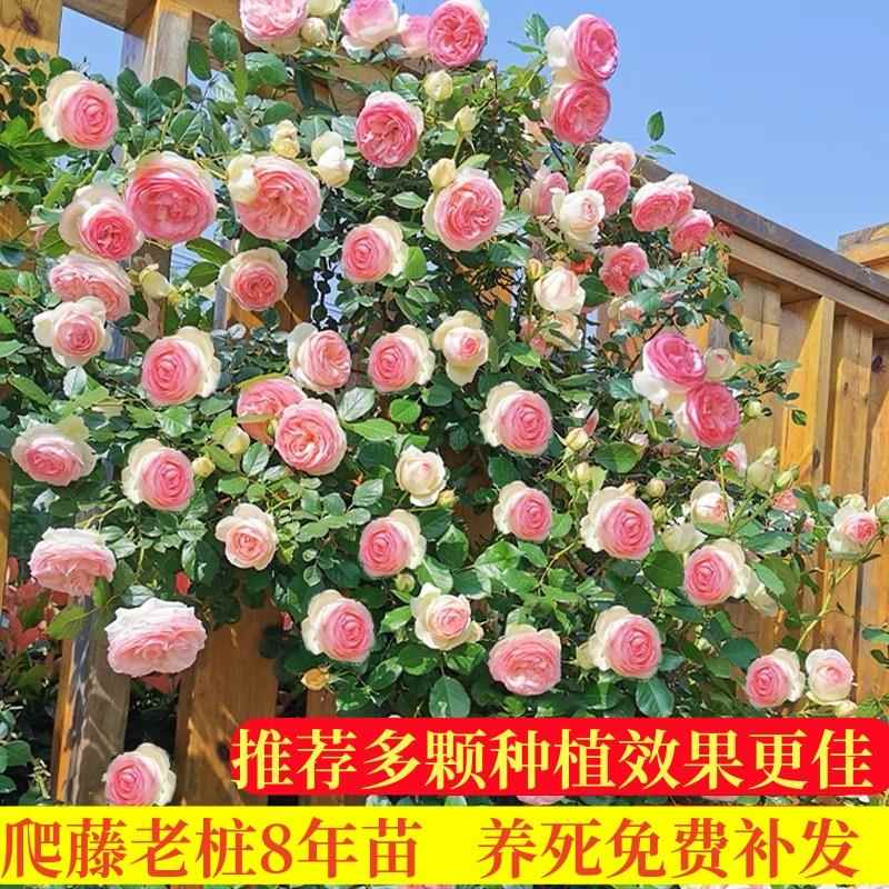 藤本月季蔷薇花苗特大花树庭院爬藤植物花卉盆栽阳台玫瑰