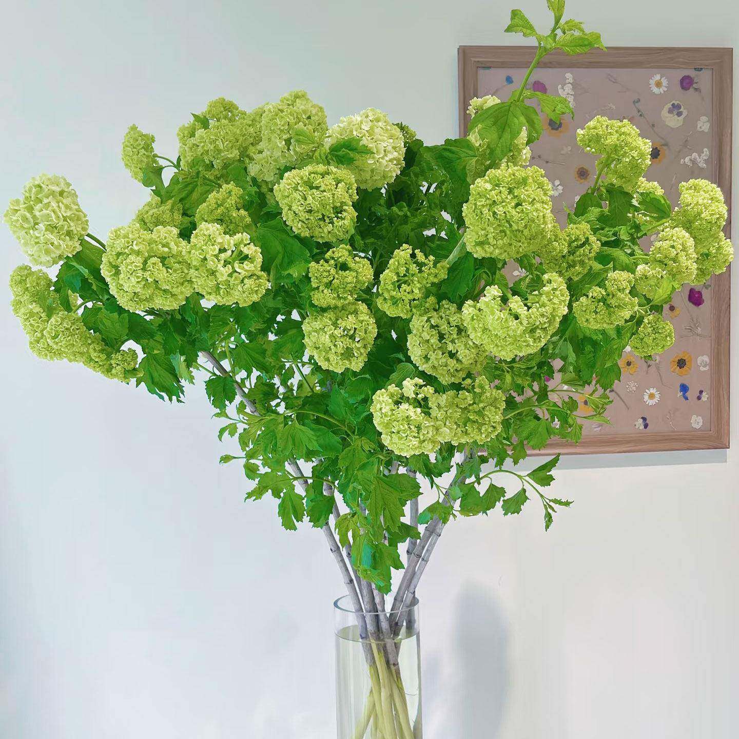 中华木绣球花鲜切花室内水培植物家用插花鲜切枝云南基地直发顺丰图片