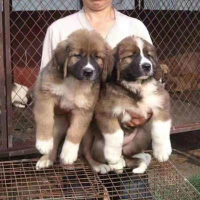 土狗活体中华田园犬幼崽白狗黄狗花狗纯黑狗赶山犬土猎犬家养活体