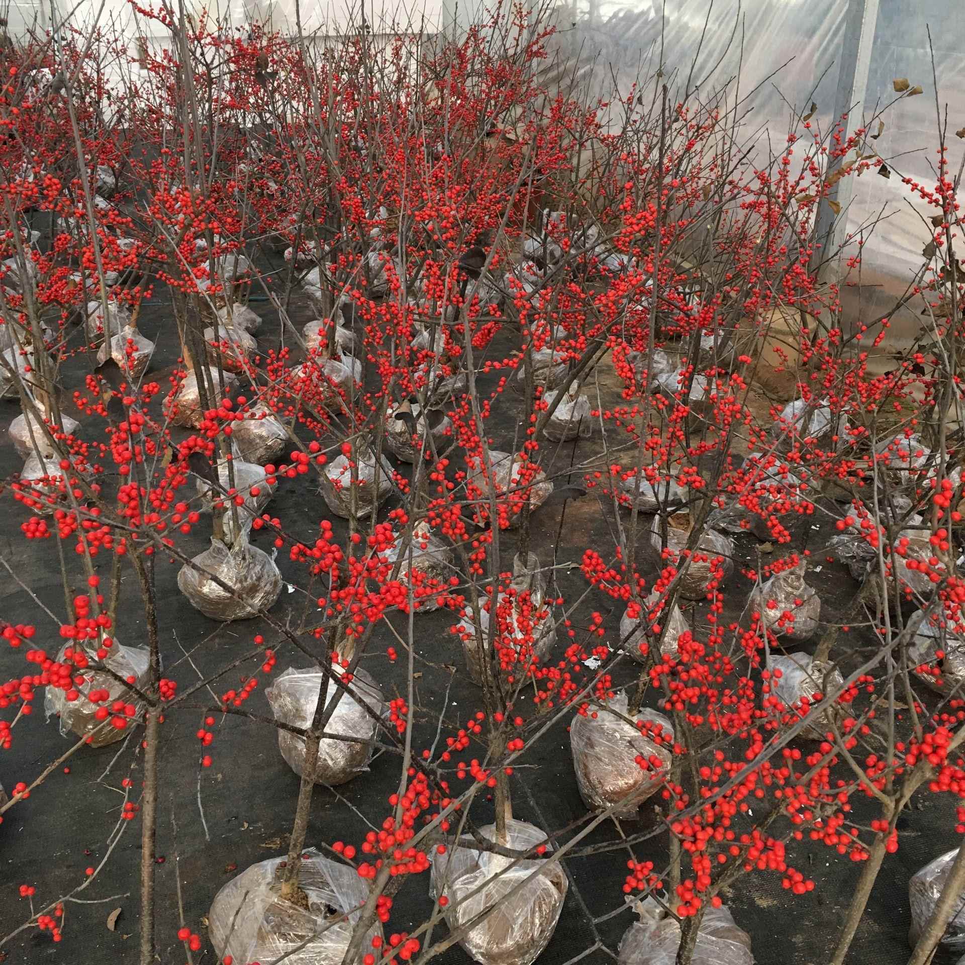 北美冬青红果盆栽地栽树苗抗寒抗冻可地栽阳台带红果盆景绿植