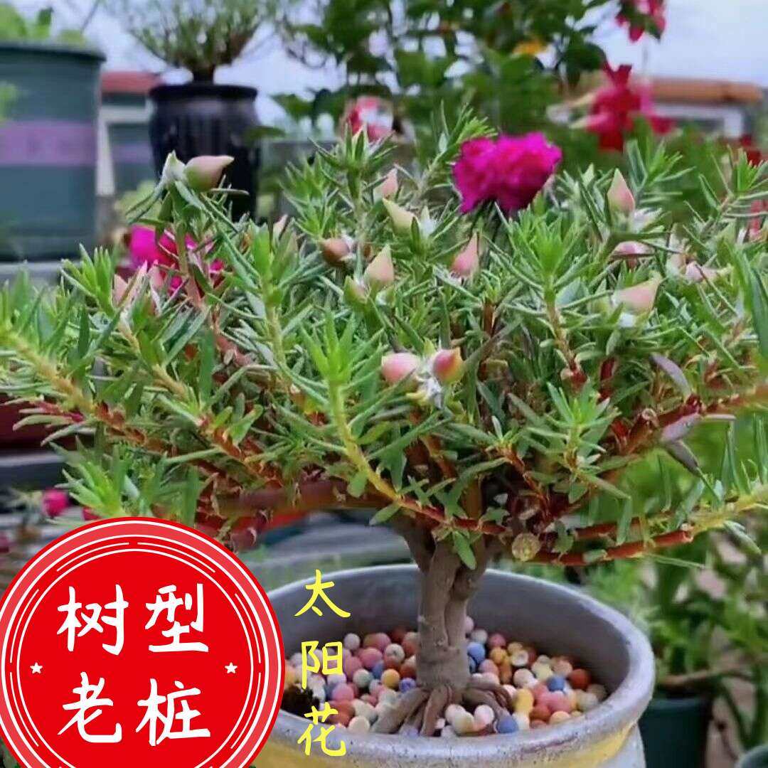 树桩太阳花老桩重瓣三年老苗老桩玫红王超级玫红太阳花桃子苞大花,鲜花速递/花卉仿真/绿植园艺,造型盆景,淘宝优惠券,粉丝福利购,淘宝优惠卷
