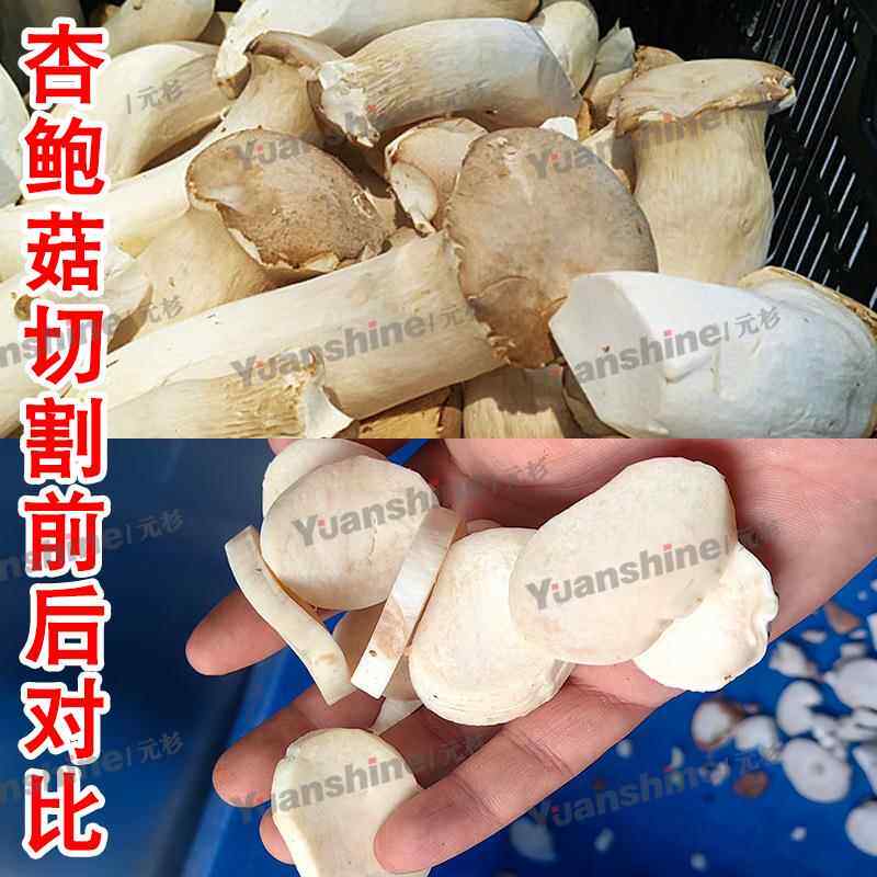 源头厂家生产滚刀式切丝机 木耳切丝机 输送带海茸切丝机