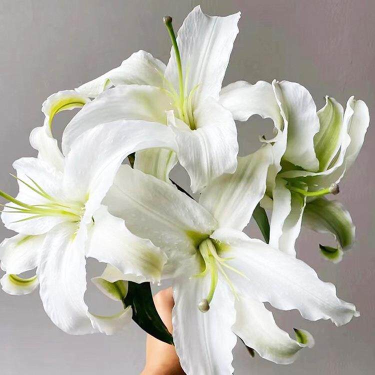 西伯利亚百合鲜花云南基地直发鲜切花黄天霸铁炮百合花插花花束