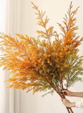 千层金鲜花干花花束客厅摆设树枝插花干枝装饰摆件天然高级感真花